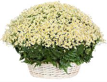Цветочная композиция из Ромашки в корзине #REPLACE_PRED# Дружинино